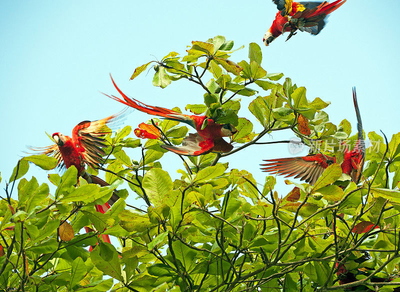 猩红金刚鹦鹉群抵达树顶，蓬塔班科，哥斯达黎加
