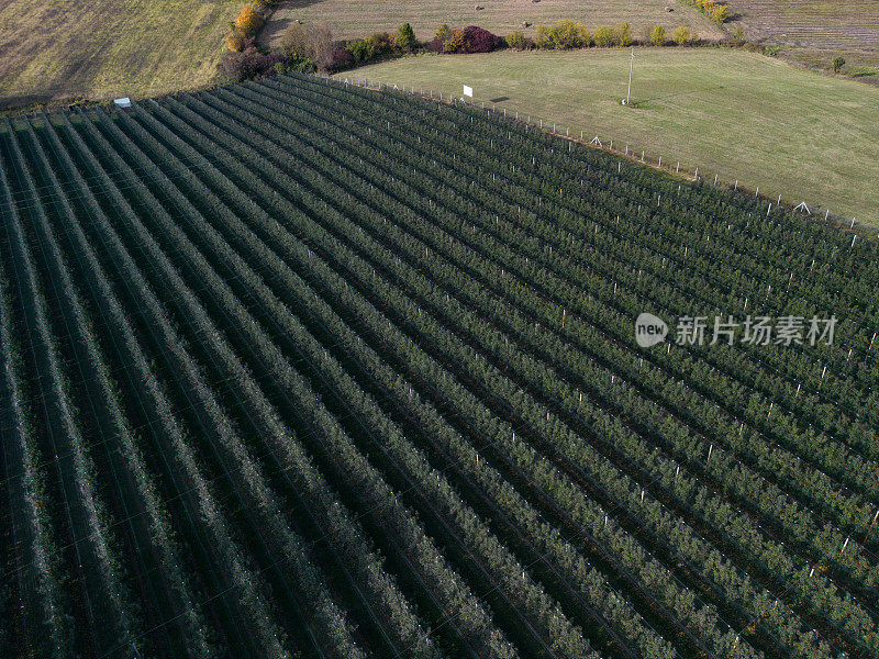 苹果园鸟瞰图