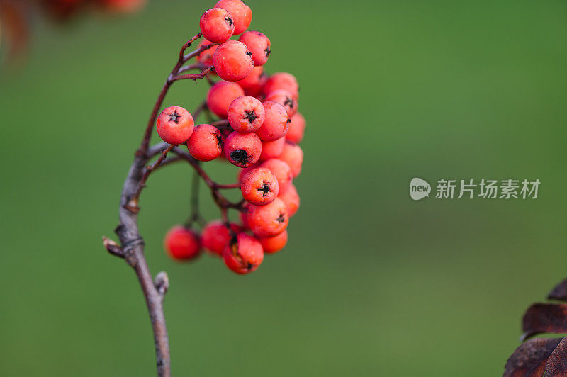 花楸在树枝上。