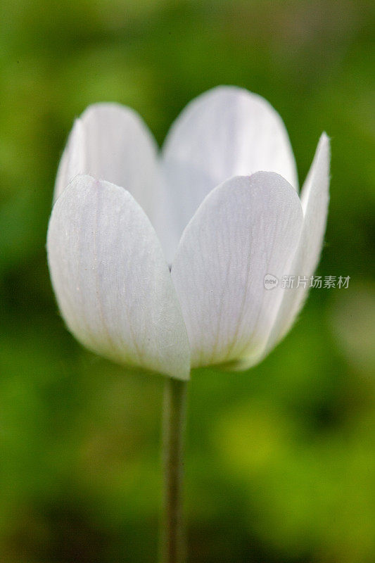 随着春天的到来，彩色的银莲花盛开的特写