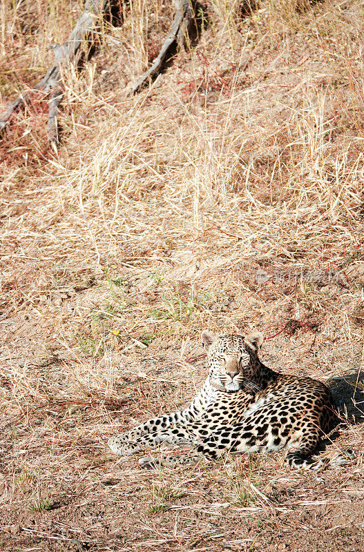 纳米比亚Otjozondjupa地区的非洲豹