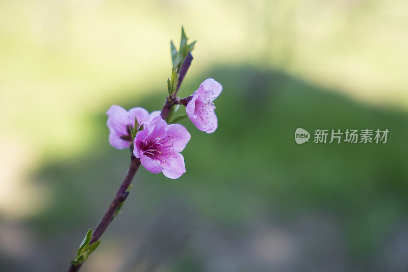 粉红色的杏花春花和绿色的背景