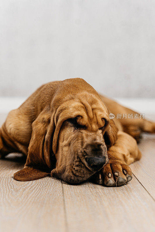 年轻的猎犬躺在木地板上