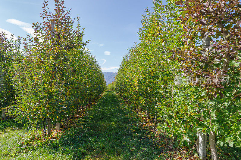 意大利特伦蒂诺山谷的苹果作物
