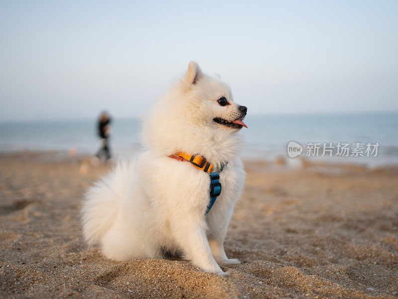 沙滩美女和博美犬