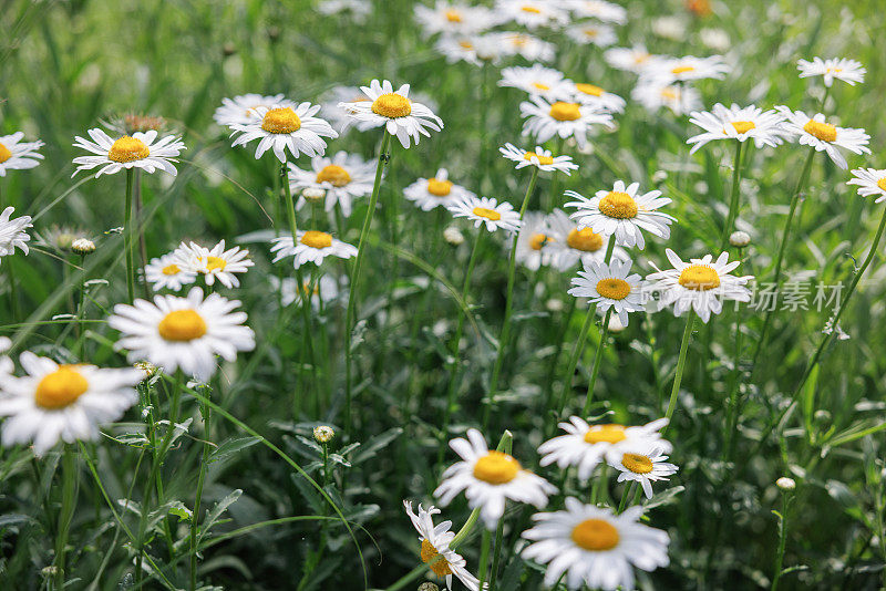 花园里的菊花