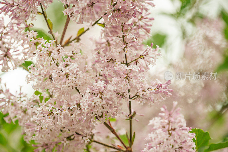 紫色的丁香花