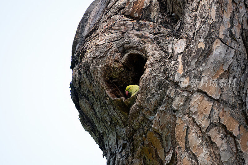 长尾小鹦鹉在心形的巢洞里，意大利罗马