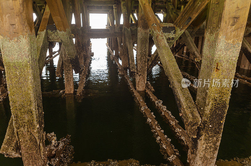 在英国苏格兰格拉斯哥附近著名的旅游胜地康布雷岛的米尔波特镇木桥下的贻贝和蛤蜊