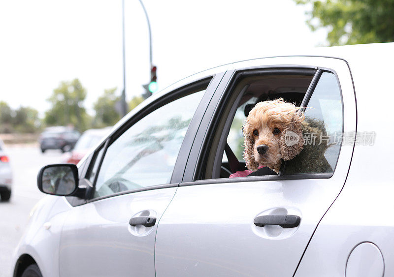 可卡犬从车窗往外看