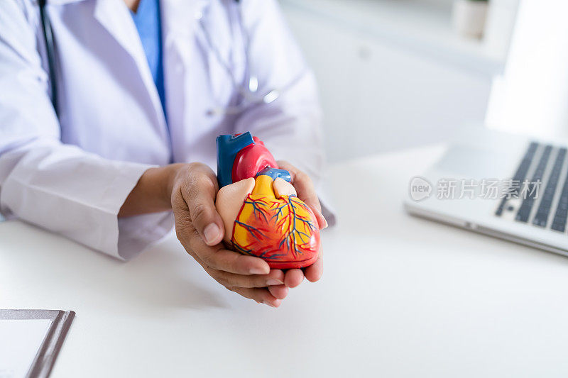 医生用人体心脏解剖模型支持心脏病专家的心脏。心脏诊断医学检查心脏病专家在检查室