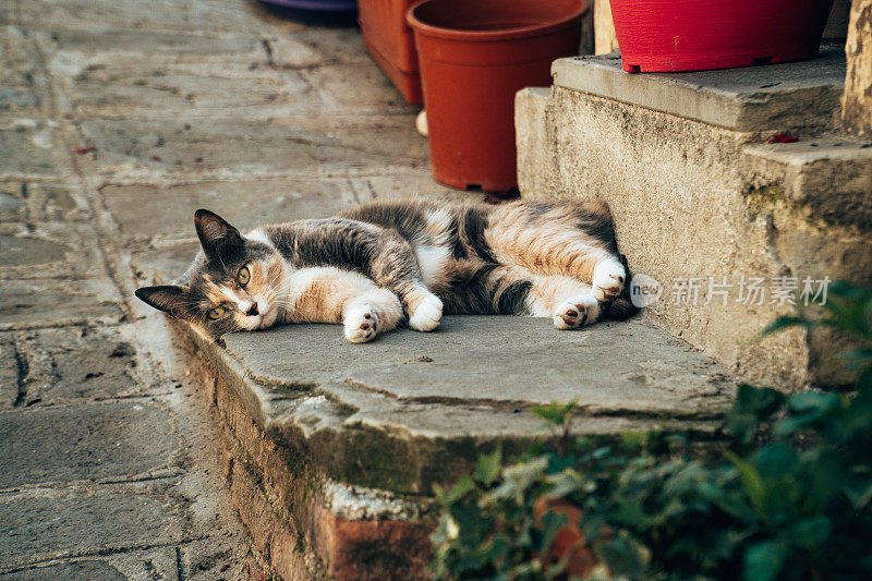 睡在马路上的猫真漂亮