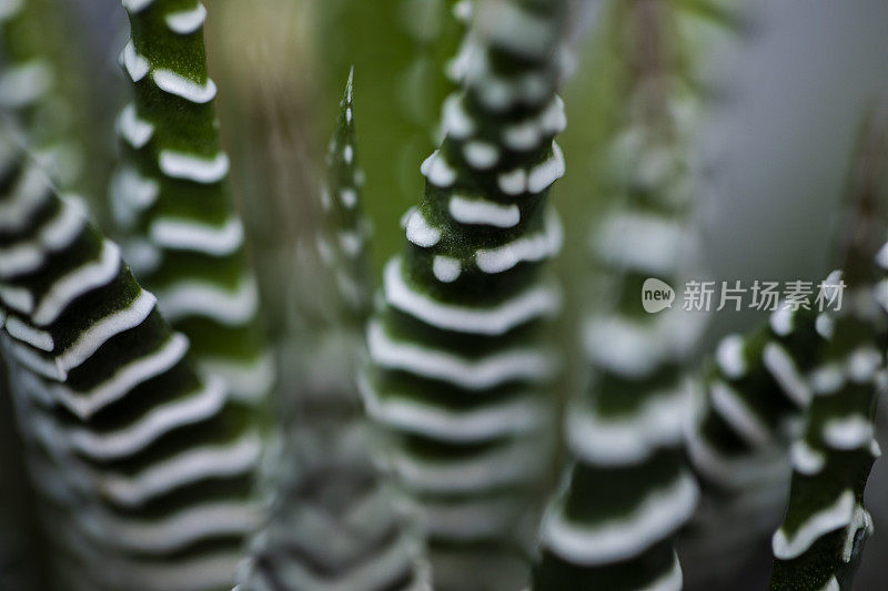 哈沃西亚斑马植物