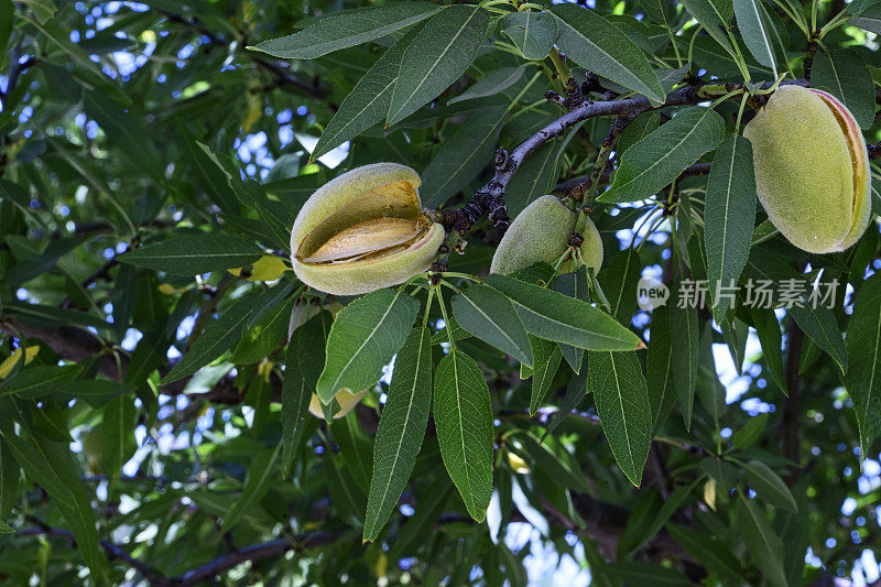 加州果园里成熟的杏仁特写