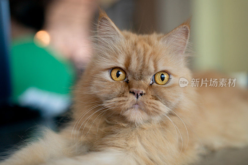 一只金色的波斯猫的肖像
