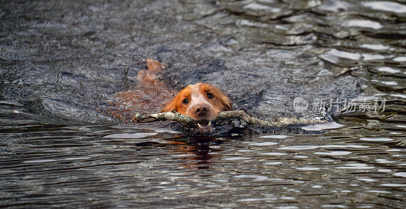 工作的可卡犬在挪威奥斯陆的一个湖里捡一根棍子