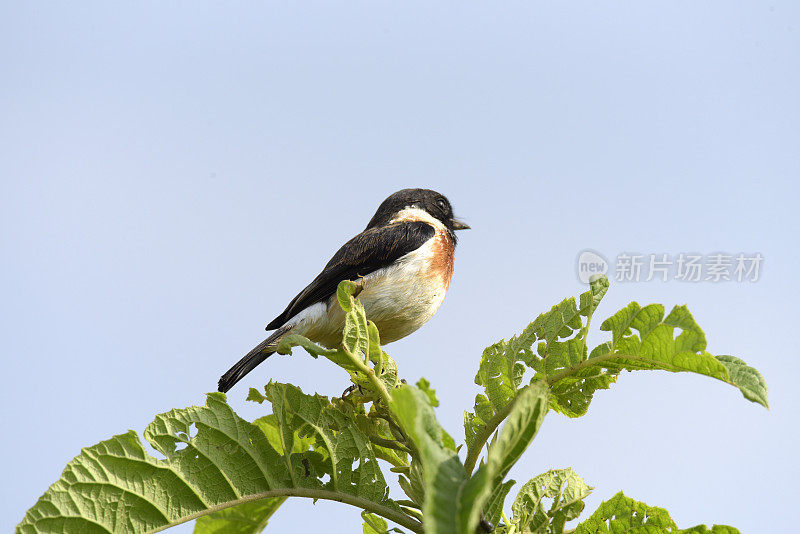 非洲野鹟