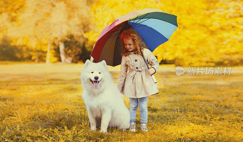 快乐的小女孩撑着伞和白色的萨摩耶犬在阳光明媚的秋天公园散步
