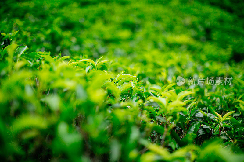 茶园中略带黄色的绿茶树。