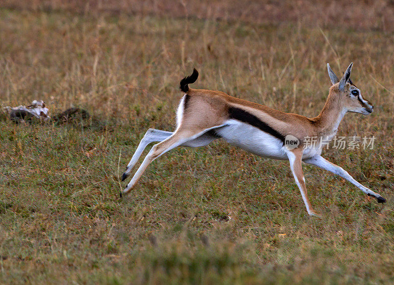 汤姆逊羚羊在野生动物中奔跑。运动模糊。