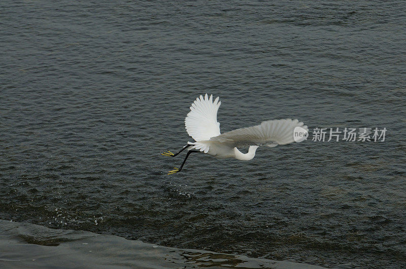 鸟类在山东省的一个湿地公园里进食