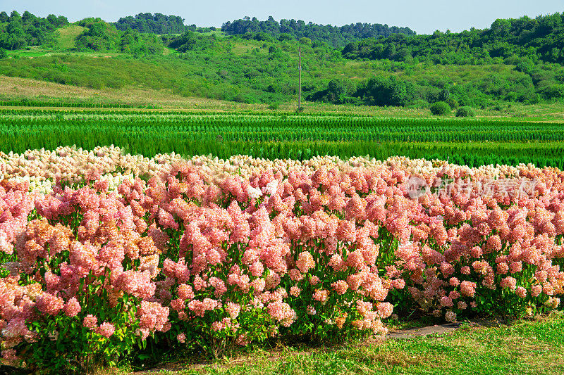 山谷里种着一片粉红色的绣球花。
