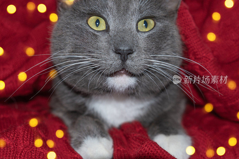 圣诞节的猫。小灰猫是针织格子，圣诞灯散景。圣诞装饰品。凯蒂准备庆祝。有趣的宠物对红毯。节日的背景。新年猫