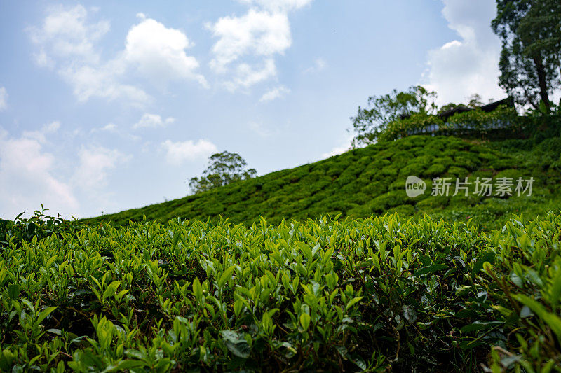 马来西亚金马仑高地的茶园