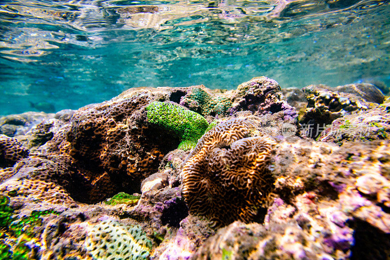 珊瑚礁与棕色，绿色和紫色的珊瑚。拍摄于Hikkaduwa。