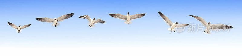 一群鸟在蓝天上飞翔