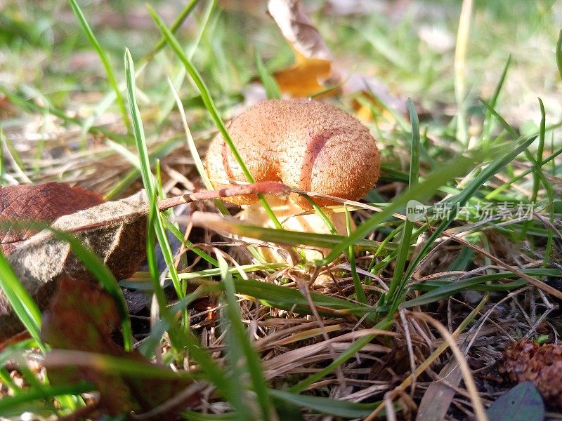秋天的蜜耳菌生长在新鲜的绿草地上