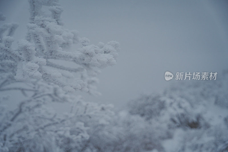 山中硬霜冰(雪晶)