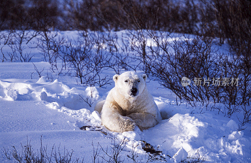 丘吉尔柳树中的一只野生北极熊