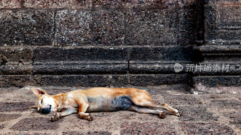 狗在印度果阿邦的耶稣诞生大教堂外睡觉