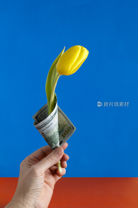 一个女人手里拿着用一百美元包着的黄色郁金香。蓝色背景