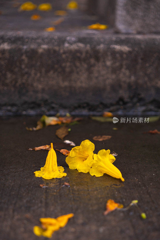 落在水泥地上的金黄色花朵和墙上的水构成了一幅完美的画面。可以用作背景。