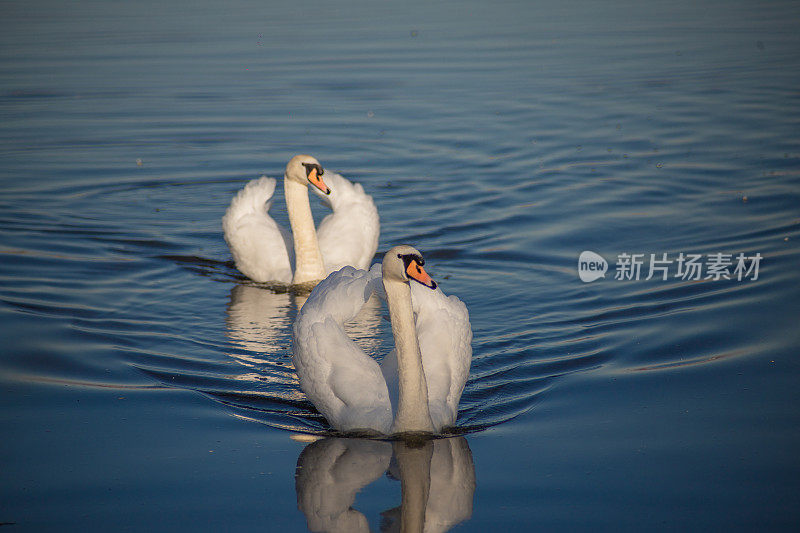 两只美丽的天鹅漂浮在湖面上