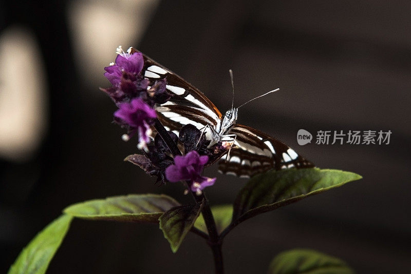 普通滑翔机(海王星萨福)蝴蝶在罗勒花