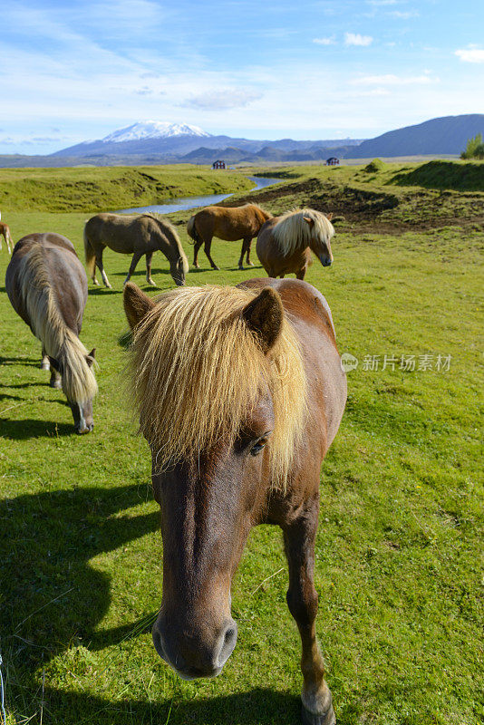 冰岛的马在草地上吃草