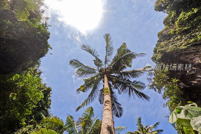 泰国Lao提单岛海滩上的棕榈树