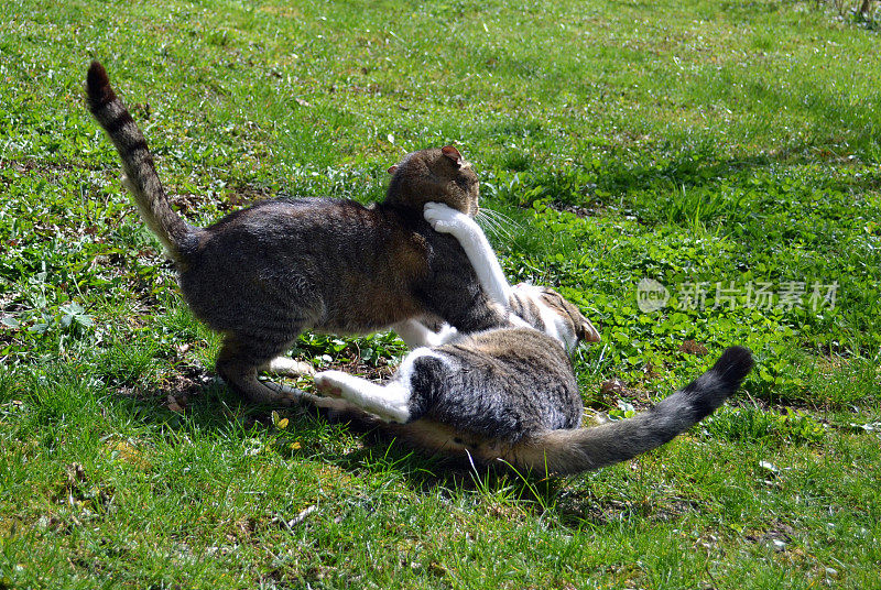 两只猫在草地上打架