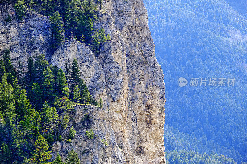 荒山峭壁上的松树生长在斜坡上