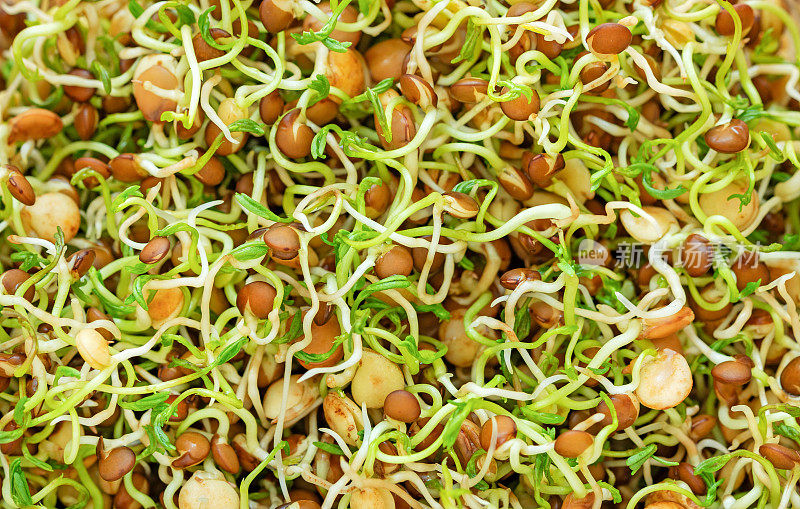 素食和健康食品:发芽小扁豆