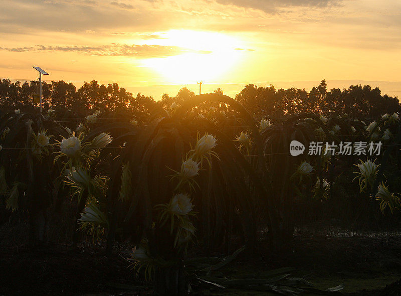 龙果花，龙果园，火龙果果园，天江省