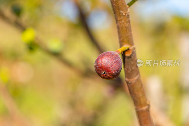 无花果在树上