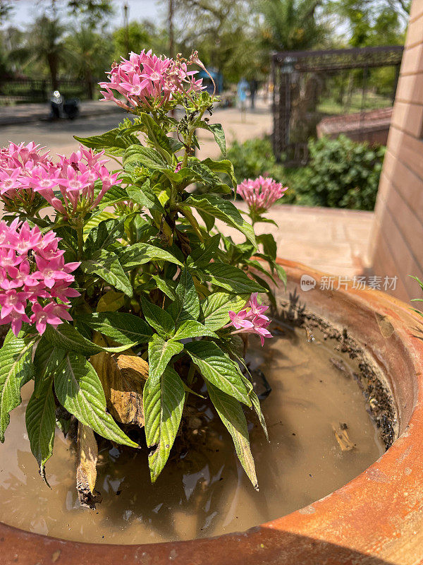 过度浇水的特写图像，陶土花盆，粉红色开花植物，潮湿和潮湿的水坑土壤，高架视图，重点在前景