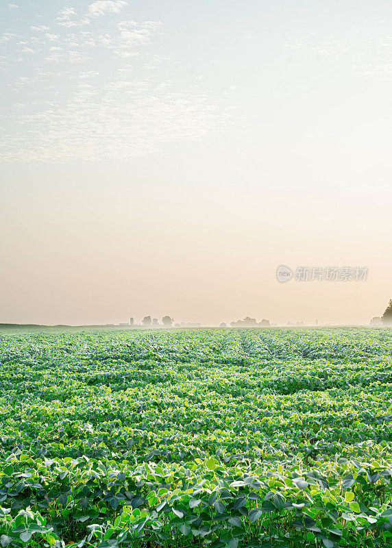 金色的广袤:夕阳下的大豆田