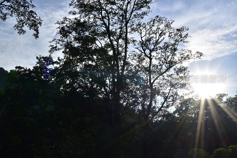 夏天强烈的阳光照射在森林里