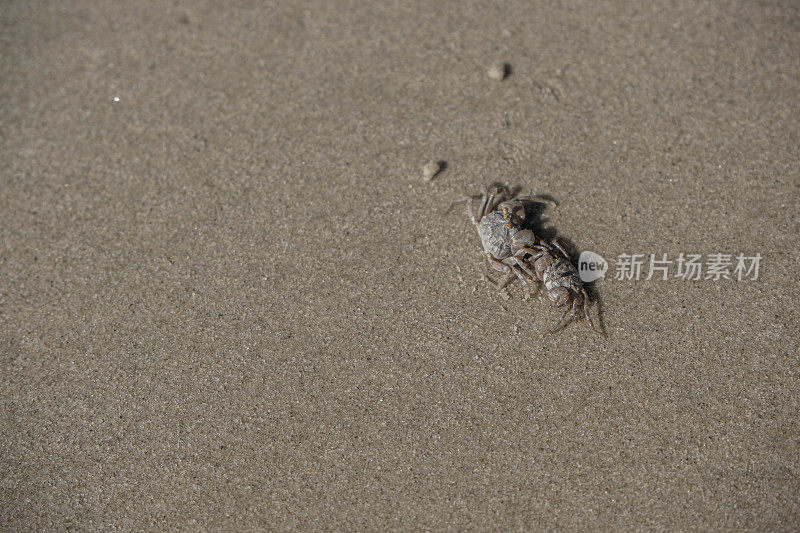 在拥有美丽白沙的原始海滩上很难找到海蟹。