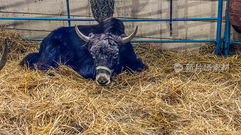 躺在干草床上的牦牛——展览会上的动物